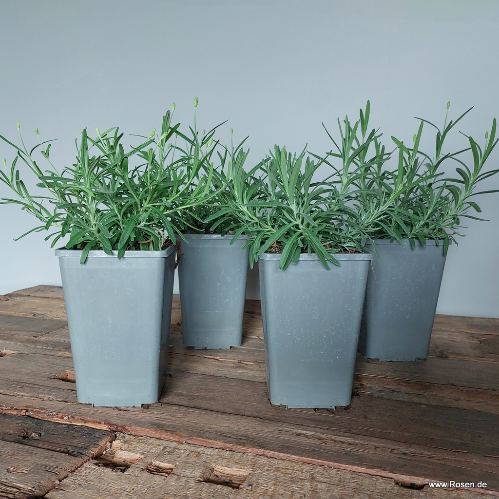 Artikelbild 1 des Artikels 4er-Set Lavendel 'White Summer' 4er-Set Lavendel 'White Summer'