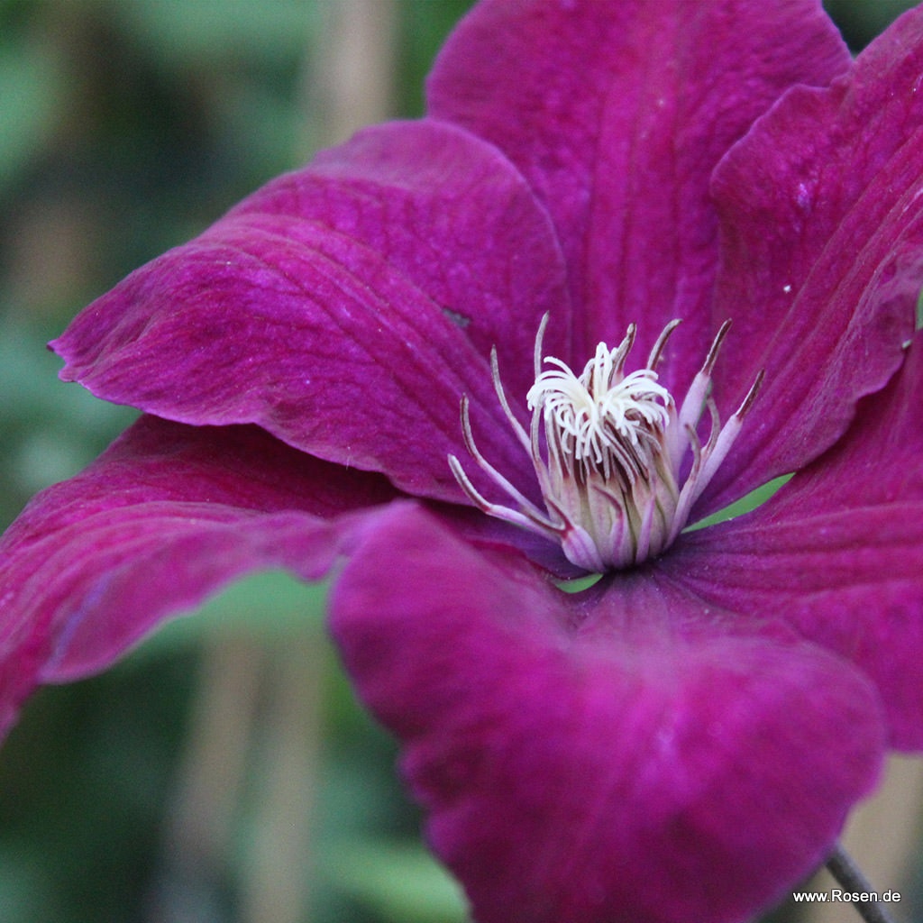 Clematis 'Rouge Cardinal'