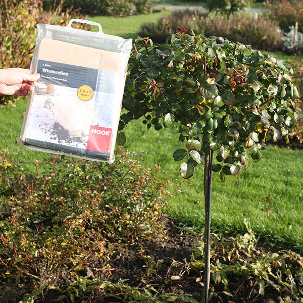 Frost-Abdeckung bedeckt frostigen Rosenstiele Dornen Garten