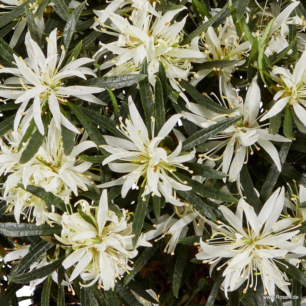 Indische Azalee 'StarStyle® Weiß'