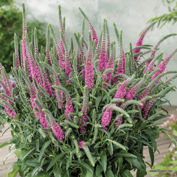 Ehrenpreis 'Anniversary Rose'