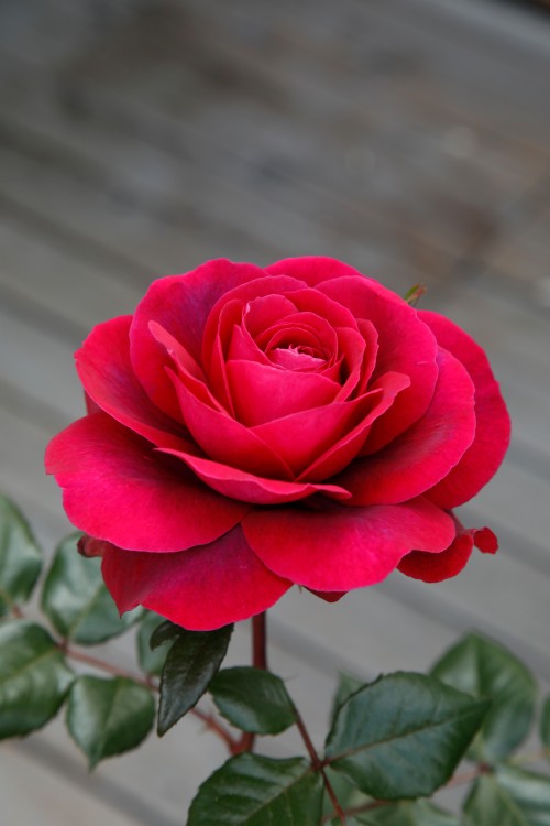 Edelrose Bellevue® aus der Eleganza® Kollektion