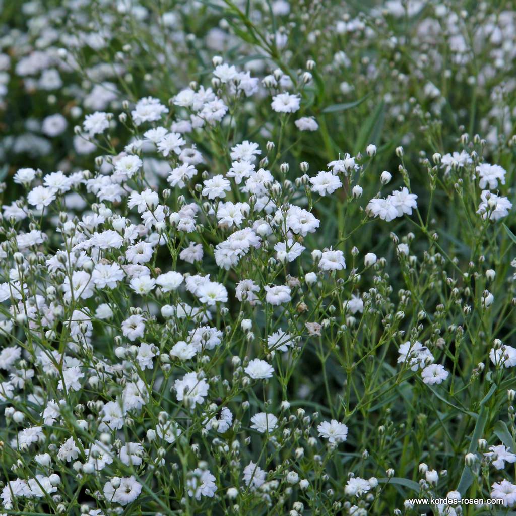 Schleierkraut 'Compacta Plena'