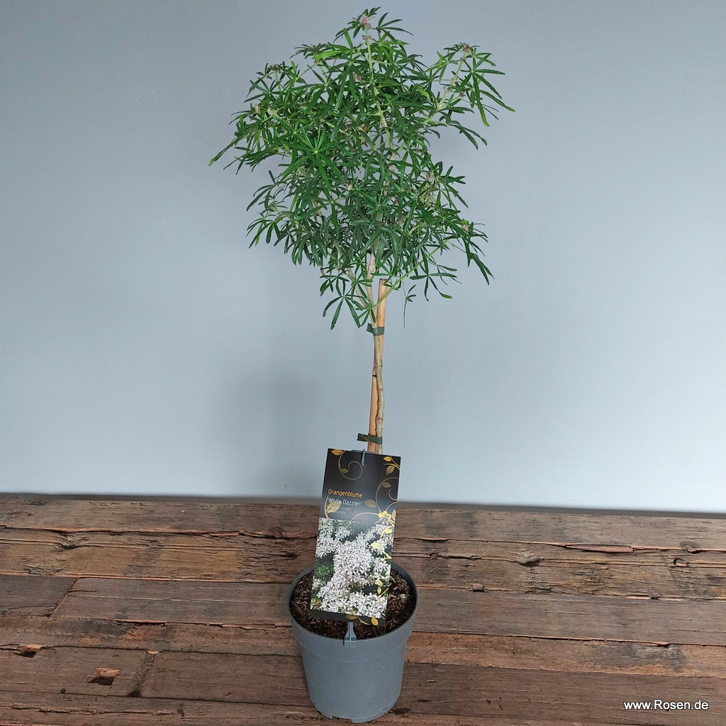 Orangenblume 'White Dazzler'