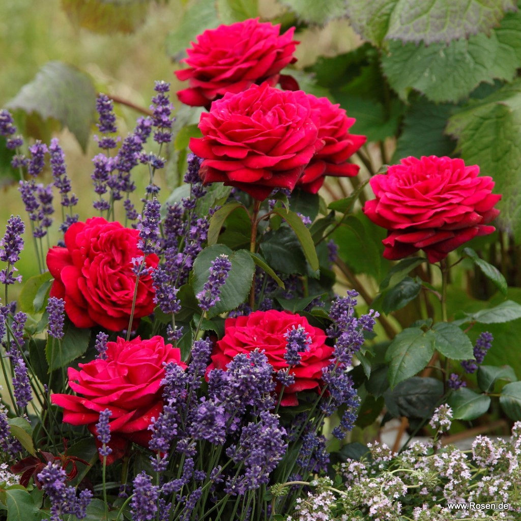 Artikelbild 6 des Artikels Gräfin Diana® Gräfin Diana®