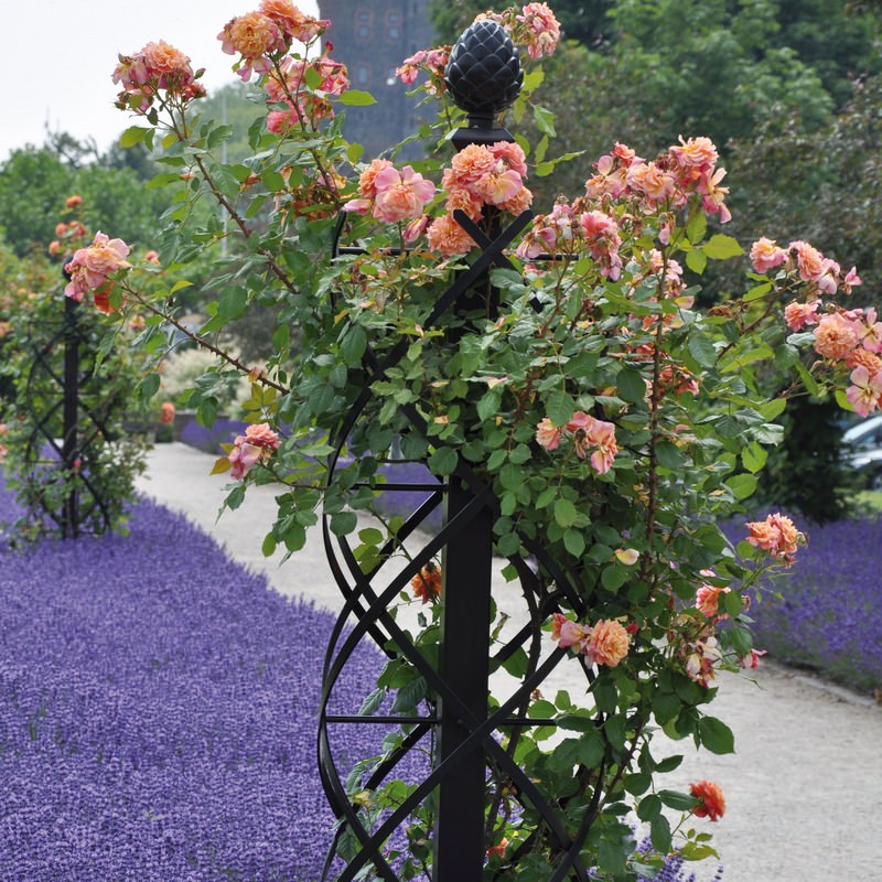 Rosensäule Charleston