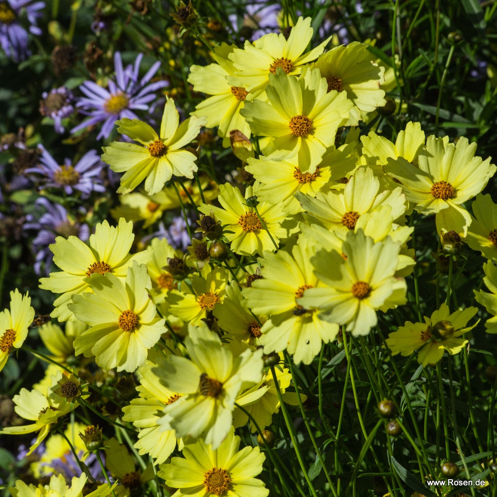 Mädchenauge 'Full Moon'