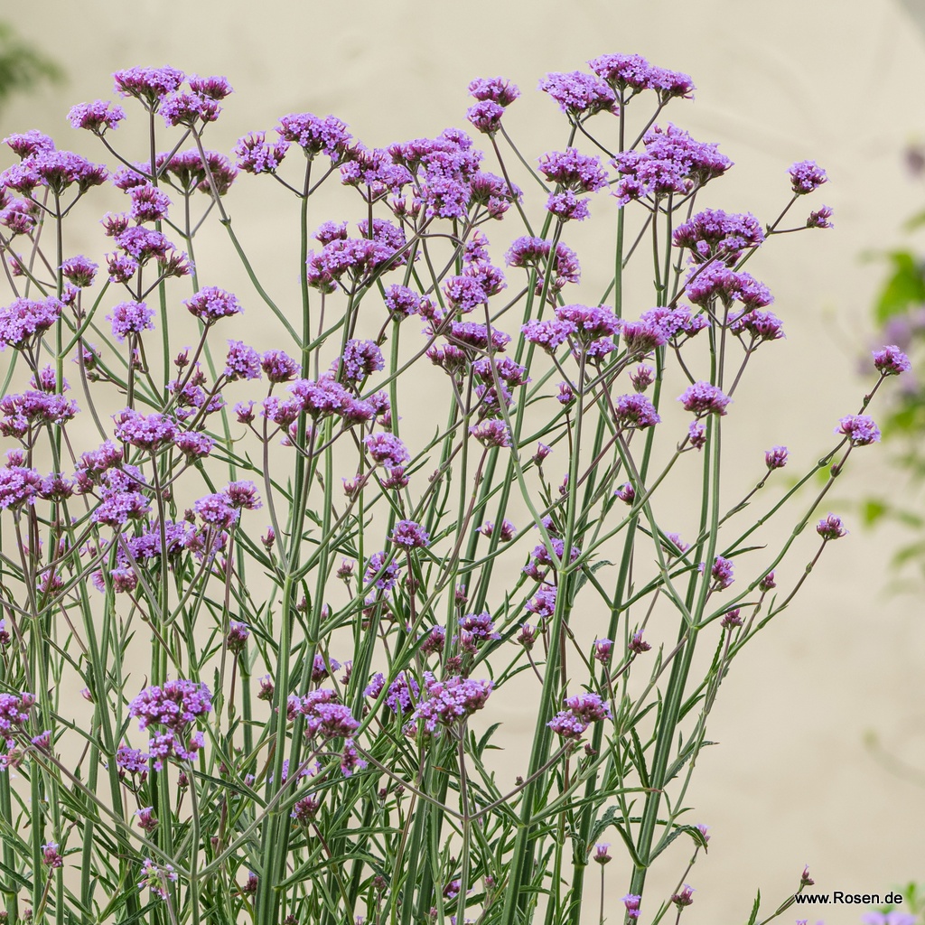 Eisenkraut 'Bonnie Blue'