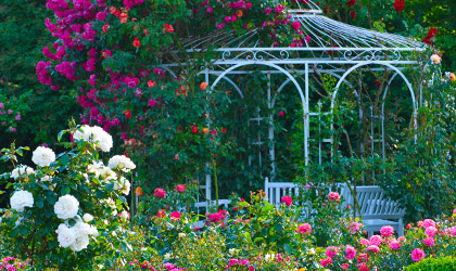 Types de rosiers Types de rosiers