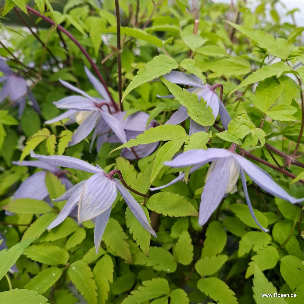 Clematis 'Georg'