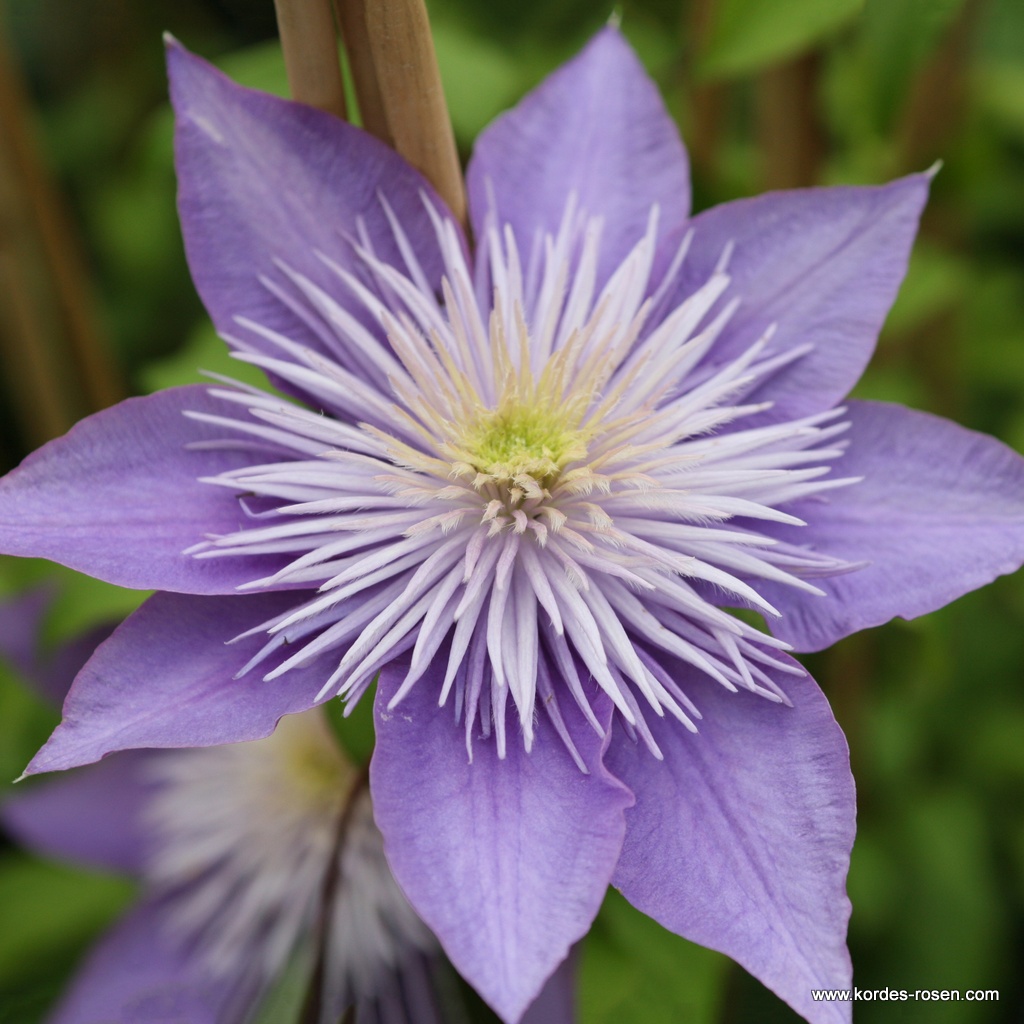 Clematis 'Crystal Fountain Evipo 038 (N)'