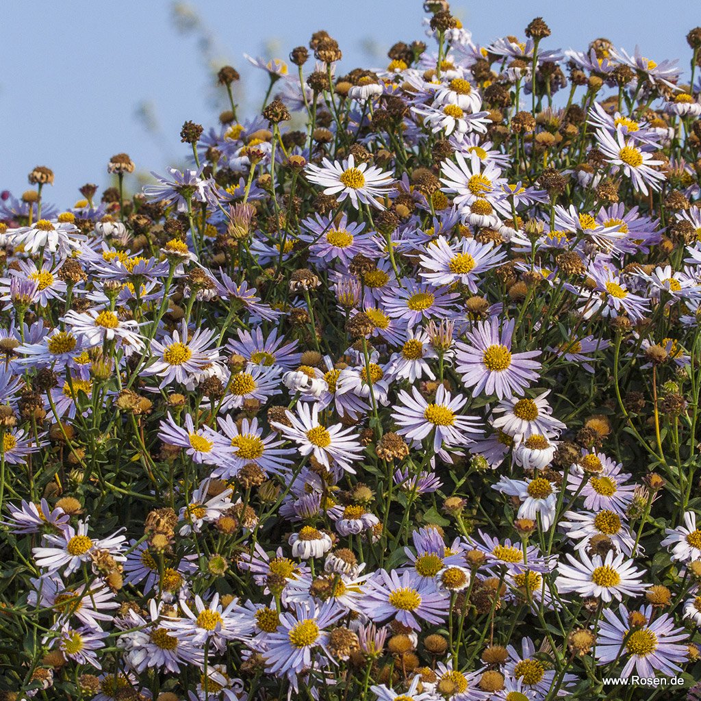 Schönaster 'Madiva'