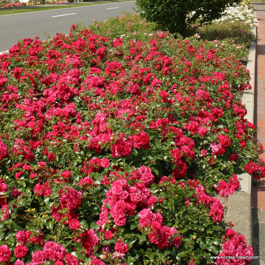 Artikelbild 2 des Artikels Gärtnerfreude® / Toscana®