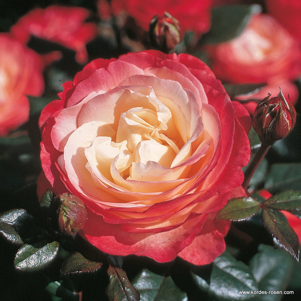 Artikelbild 1 des Artikels Nostalgie®