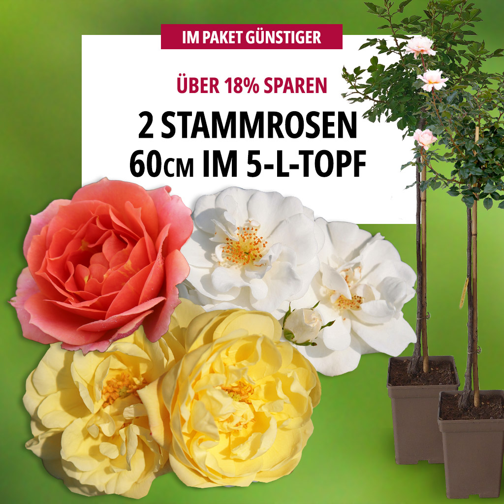 2er Paket Stammrosen 60 cm im 5L Topf