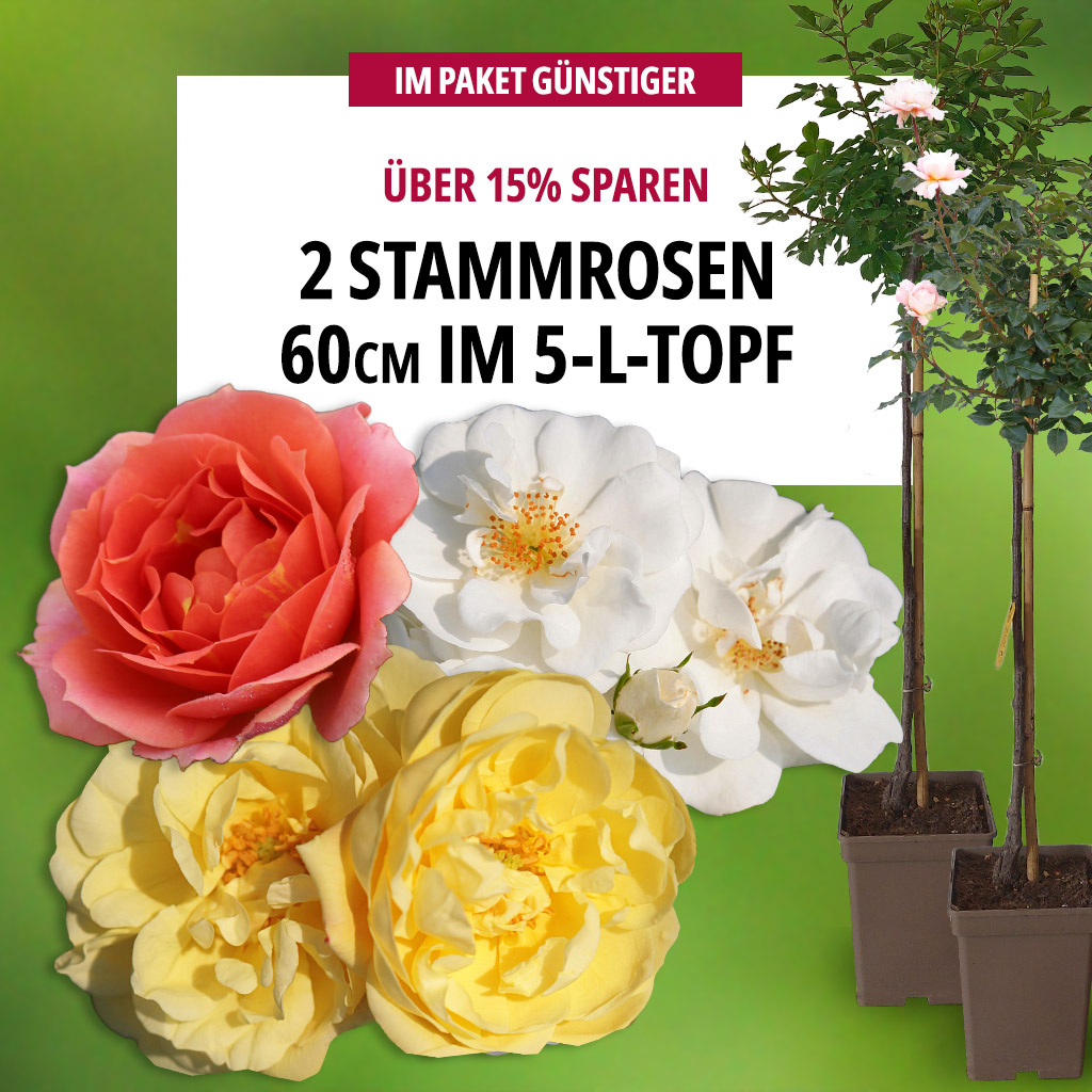 2er Paket Stammrosen 60 cm im 5L Topf