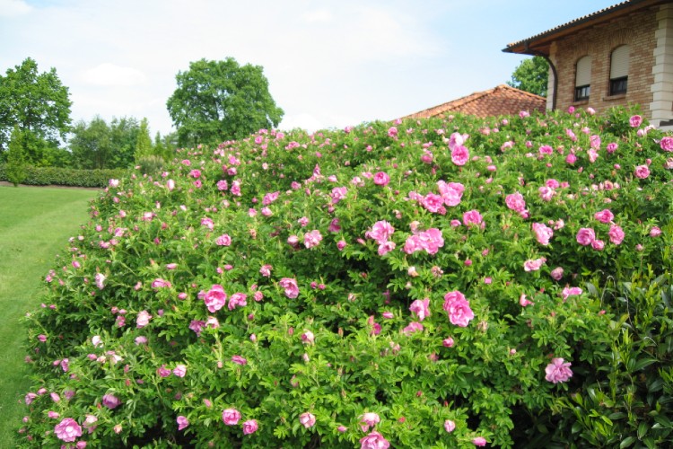 Kleinstrauchrose Pink Roadrunner®