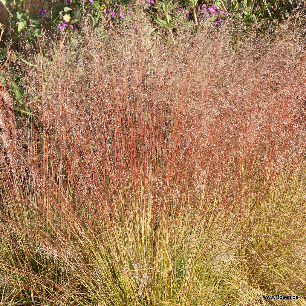 Tautropfengras 'Cloud'