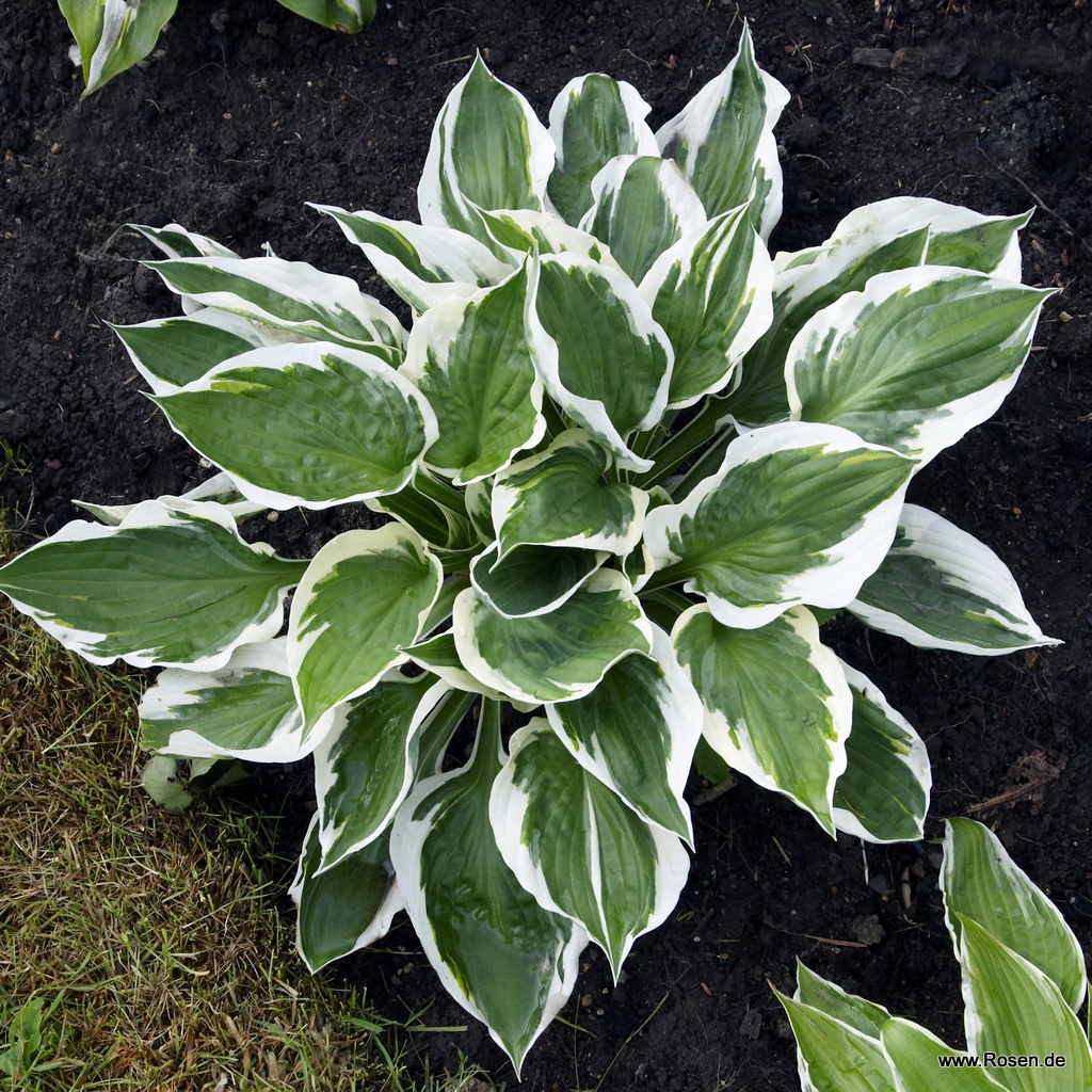 Weißrand-Funkie 'Patriot'