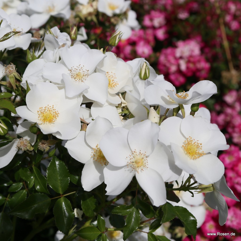 Artikelbild 3 des Artikels Escimo®