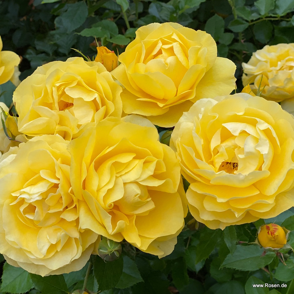 Artikelbild 3 des Artikels Rundbeet "Sunshine®" Rundbeet "Sunshine®"