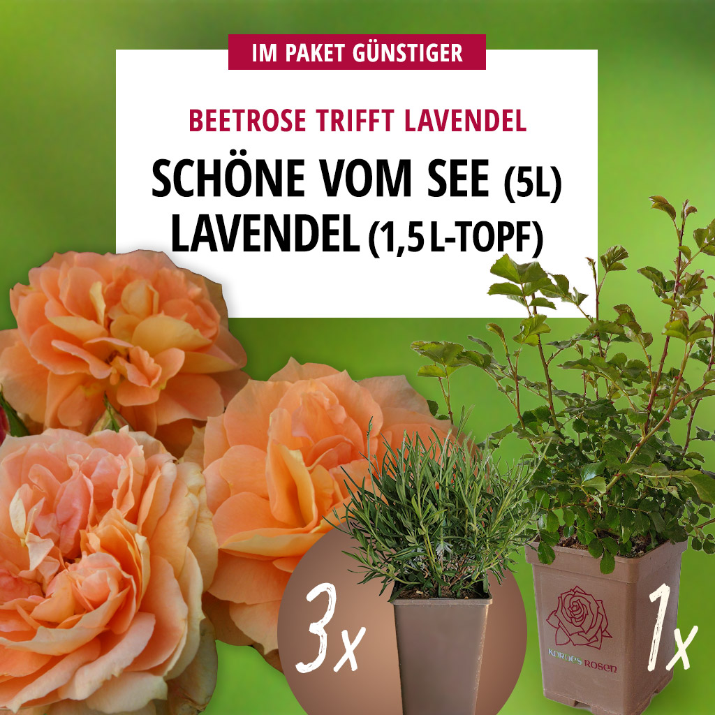 Artikelbild 1 des Artikels Angebot: Rose und Lavendel Angebot: Rose und Lavendel