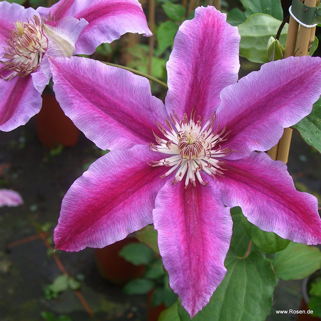 Artikelbild 1 des Artikels Clematis 'Dr Ruppel' Clematis 'Dr Ruppel'