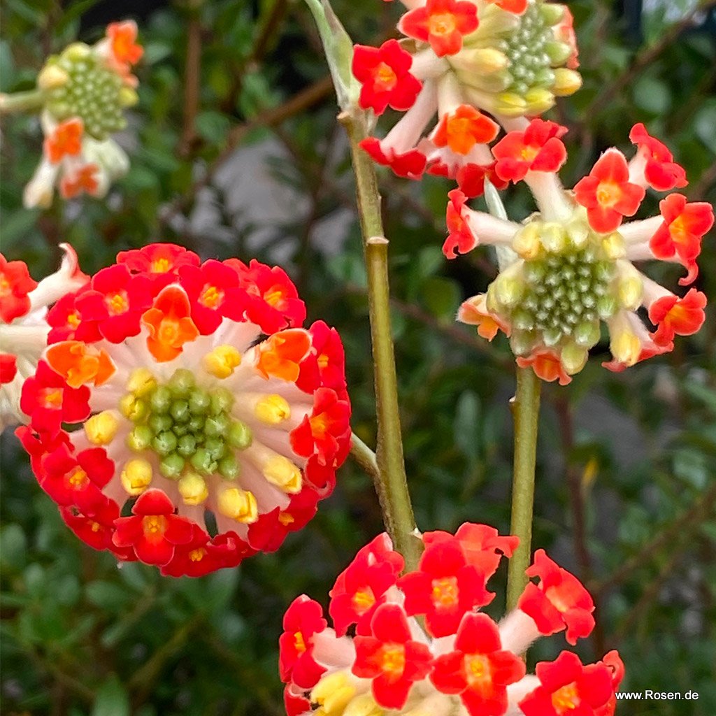 Japanischer Papierbusch 'Red Dragon'