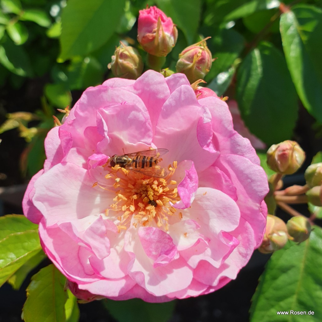 Grande luciole phosphorescente rose - Delapelotealamaille