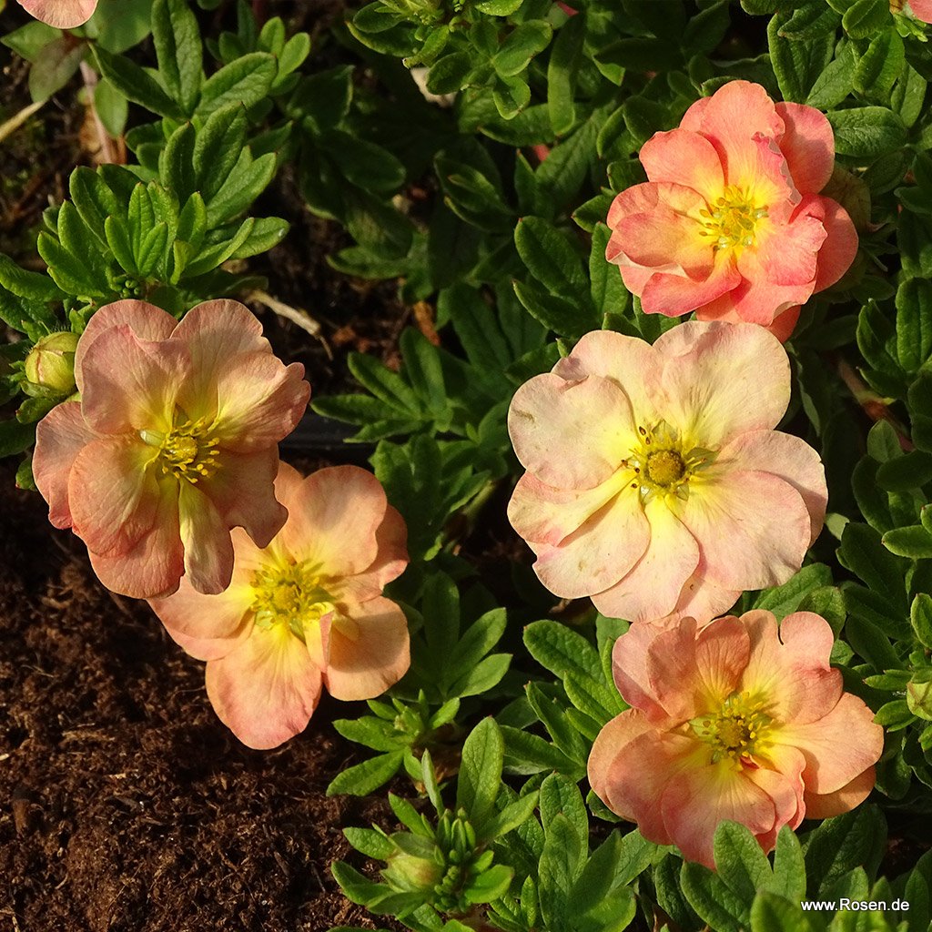Fünffingerstrauch 'Bella Apple' (S)