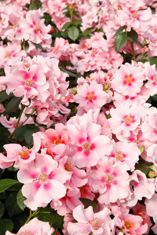 Beetrose SEE YOU® in pink