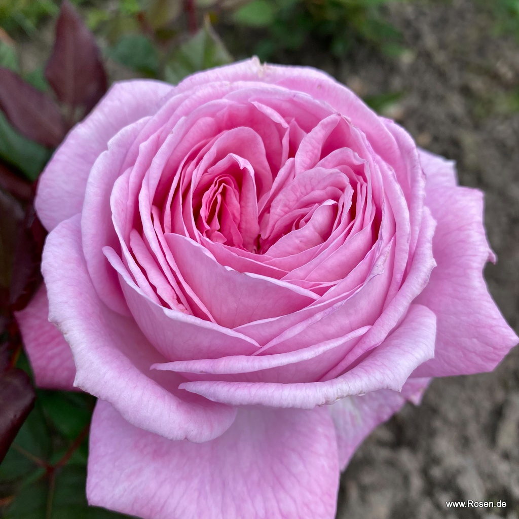 Artikelbild 9 des Artikels Rosengräfin Marie Henriette® Rosengräfin Marie Henriette®