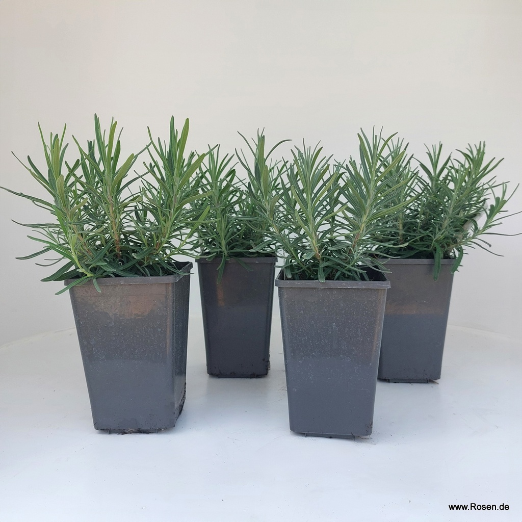 4er-Set Lavendel 'Dwarf Blue'