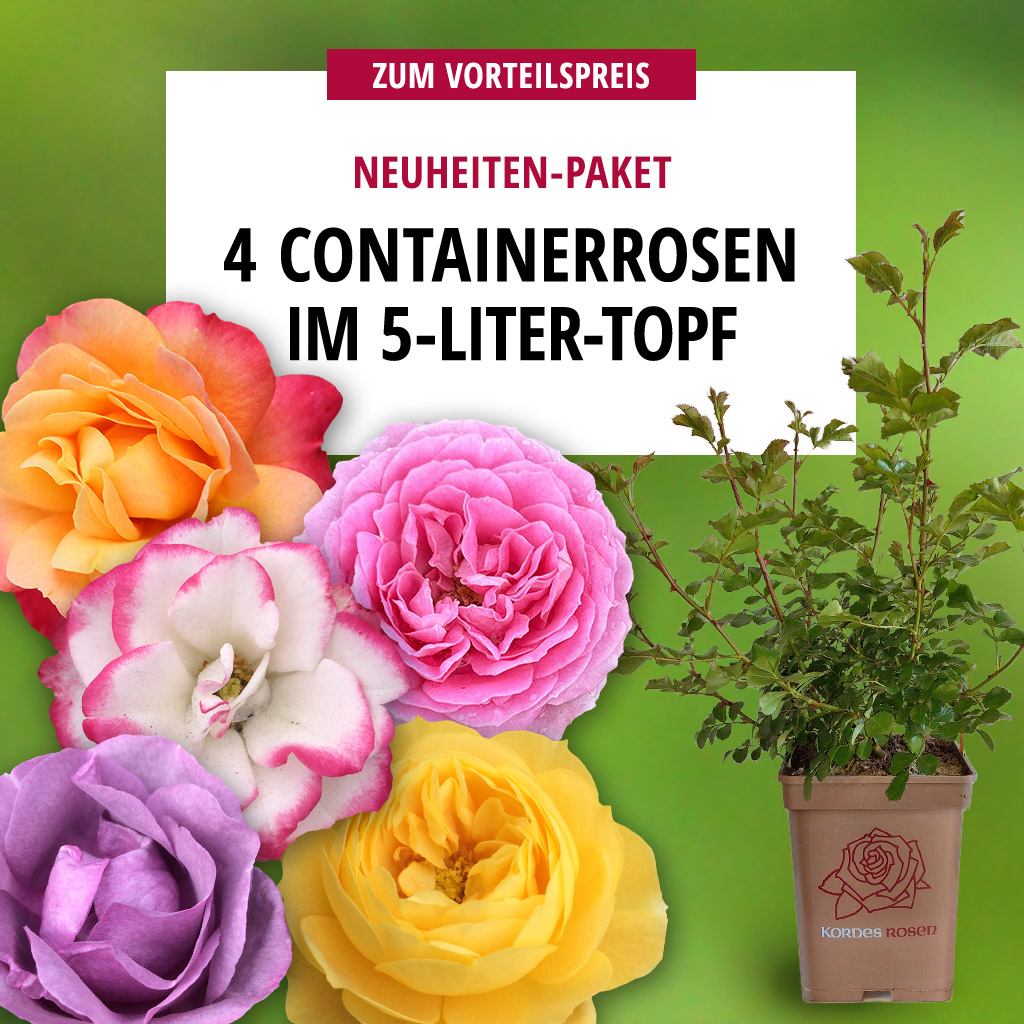 4er Containerrosen Neuheiten 2026