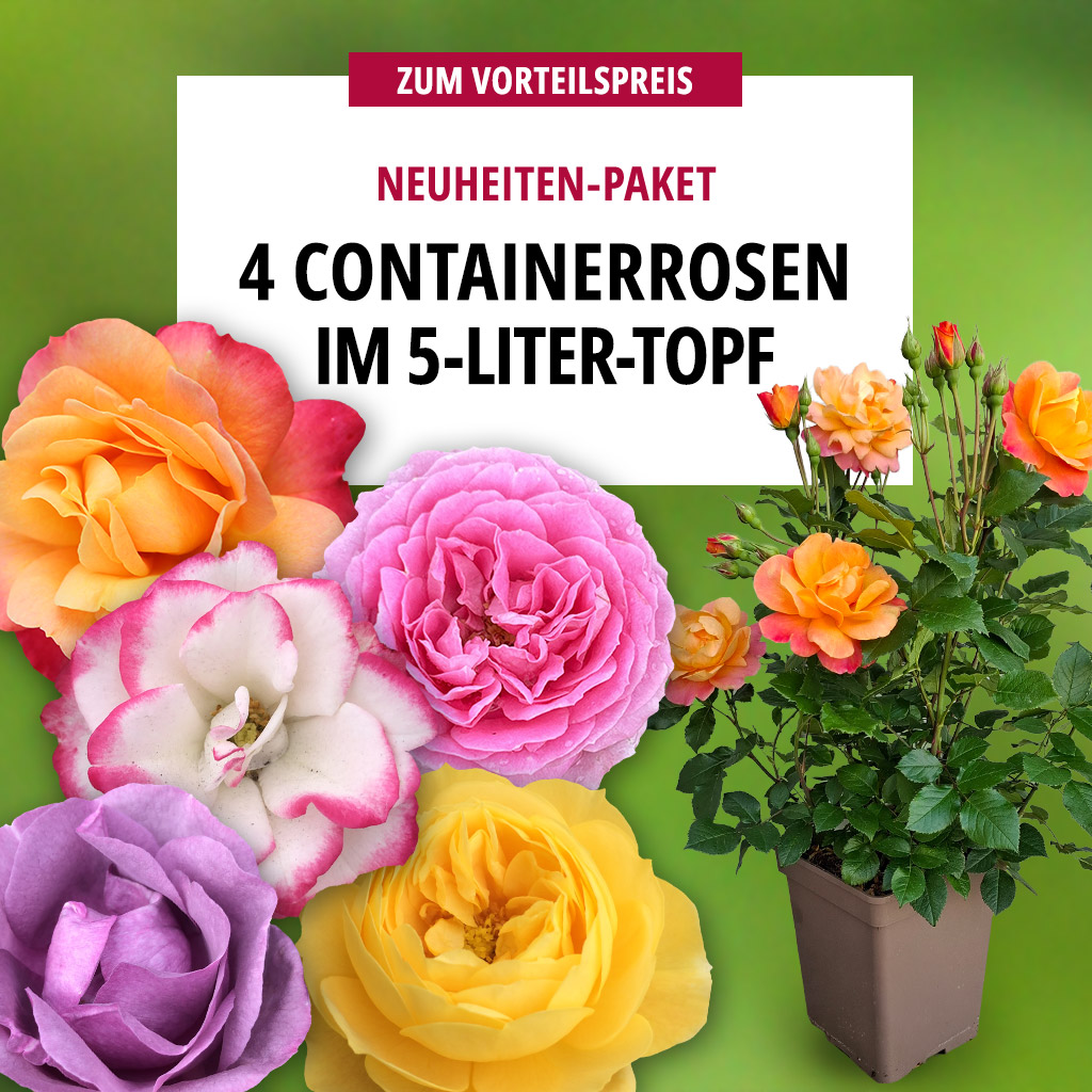 4er Containerrosen Neuheiten 2026