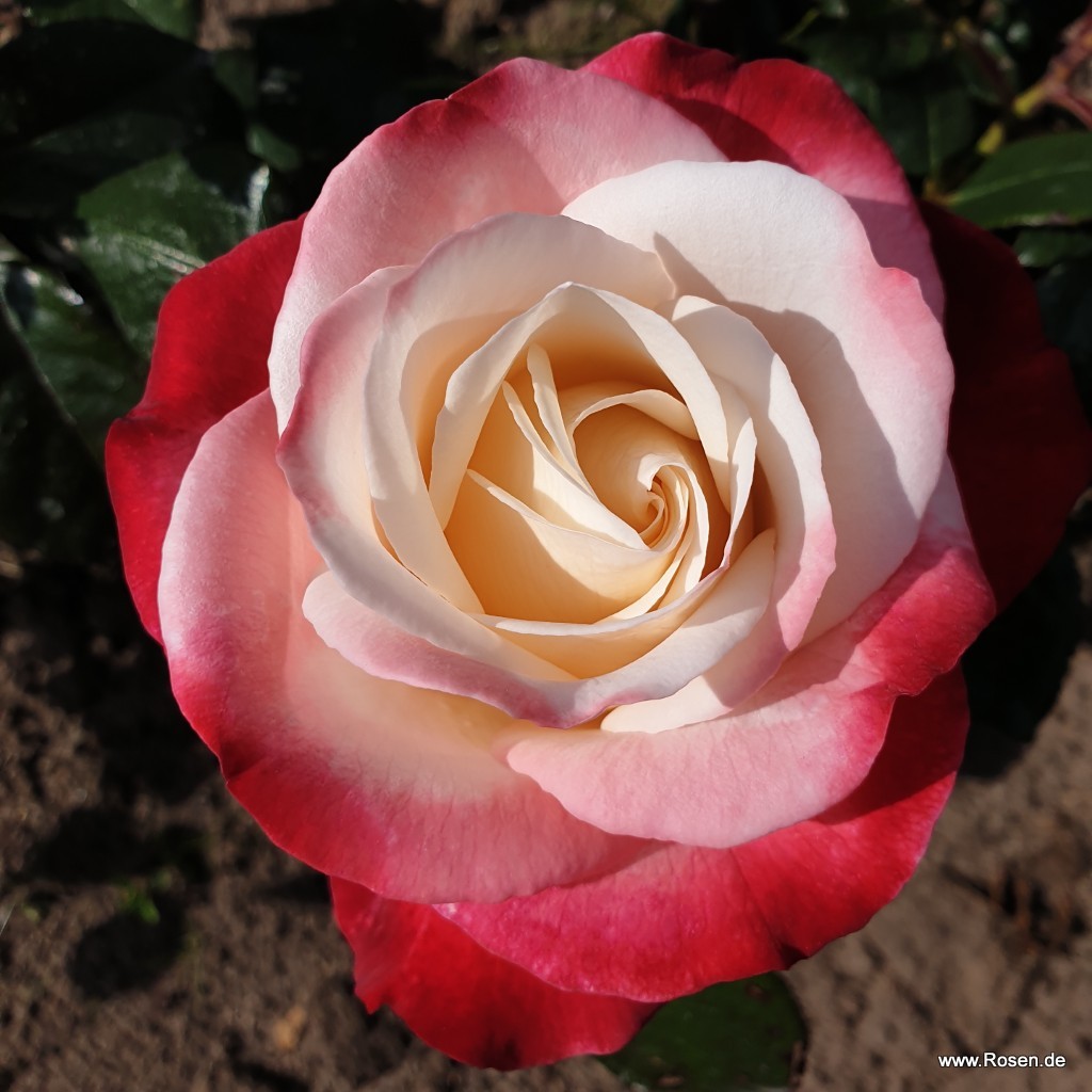 Nostalgie® | Kordes Rosen