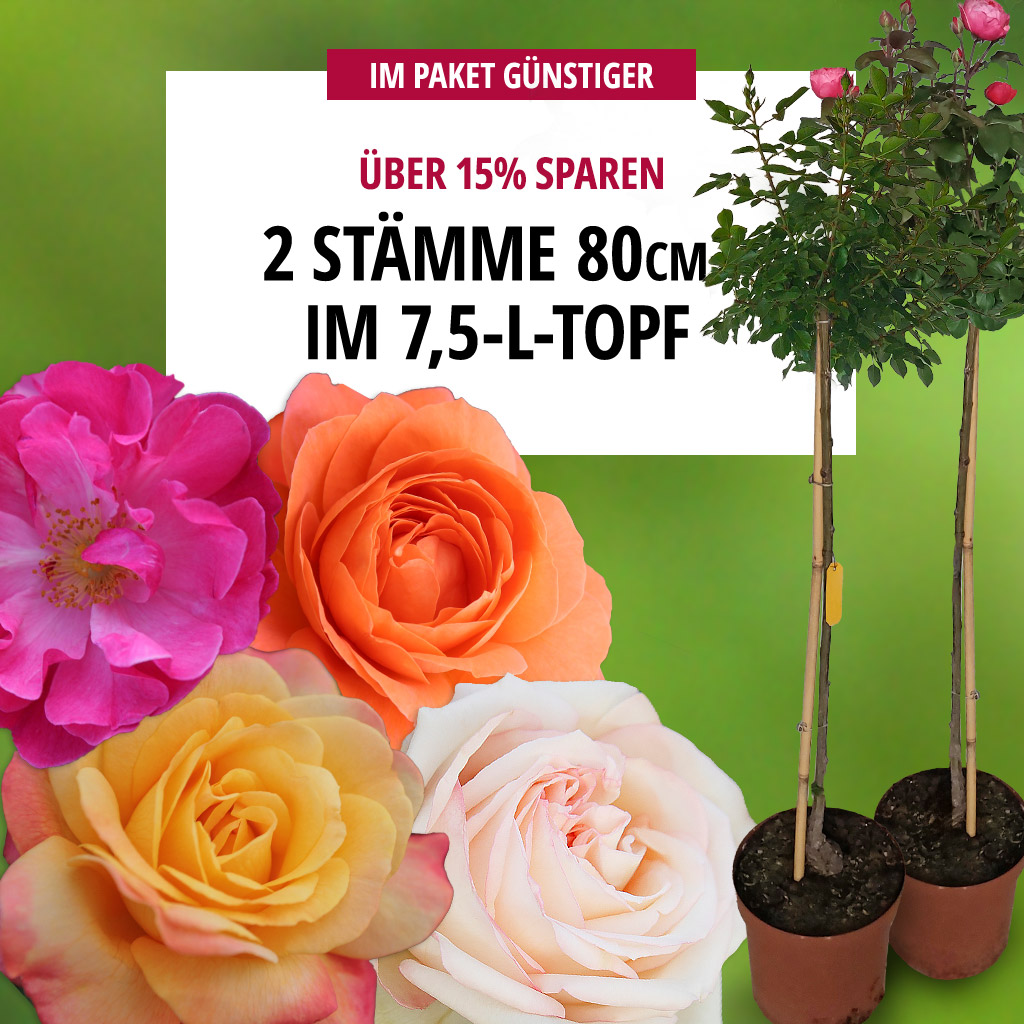 2er Paket Stammrosen 80 cm im 7,5L Topf