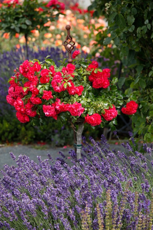 Lavendel und Stammrose