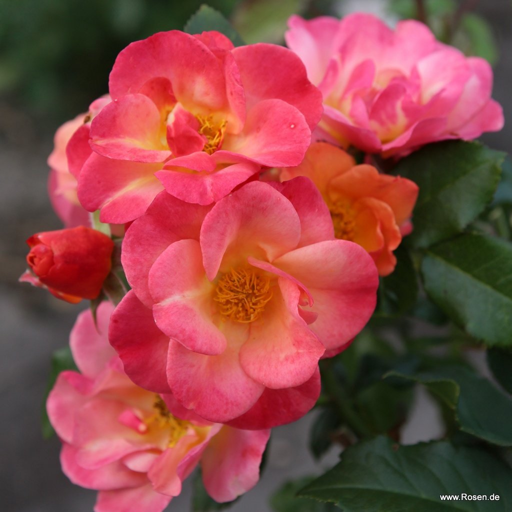 Hordes Roses Kordes roses online shop - the most beautiful roses in the world ...