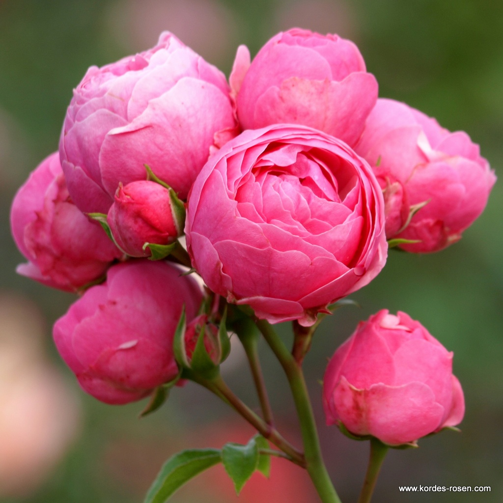 Summer 18 rose商品 Summer of Love® | Kordes Rosen