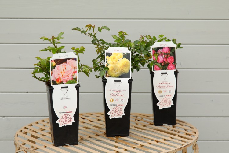 Plant-o-fix® Töpfe mit Bildetikett Plant-o-fix® Töpfe mit Bildetikett