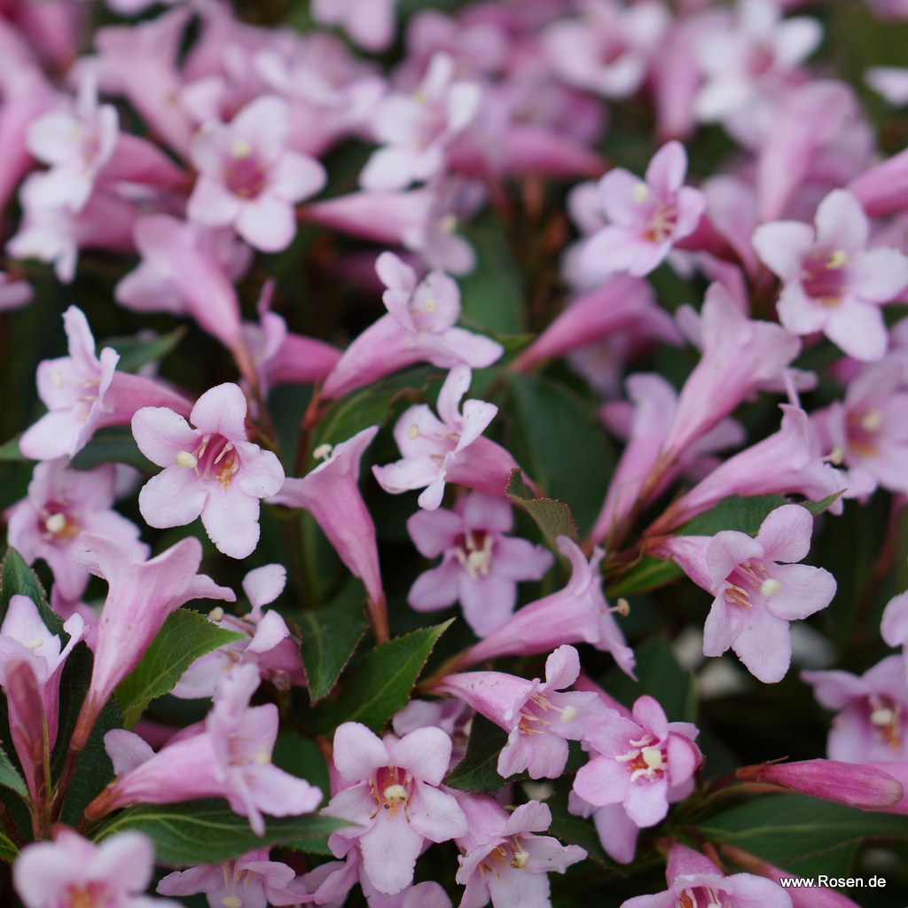 Weigelie 'Pink Poppet'