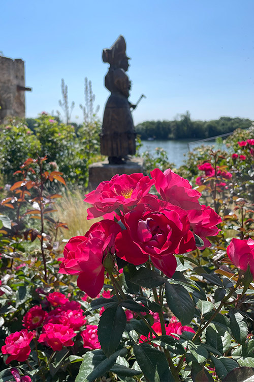 Kleinstrauchrose BlütenRhein Kleinstrauchrose BlütenRhein