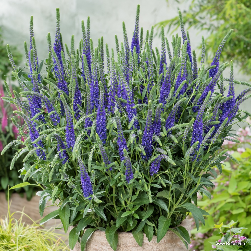 Ehrenpreis 'Anniversary Blue'