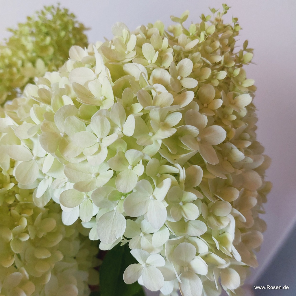 Artikelbild 1 des Artikels Rispenhortensie 'Limelight' Rispenhortensie 'Limelight'