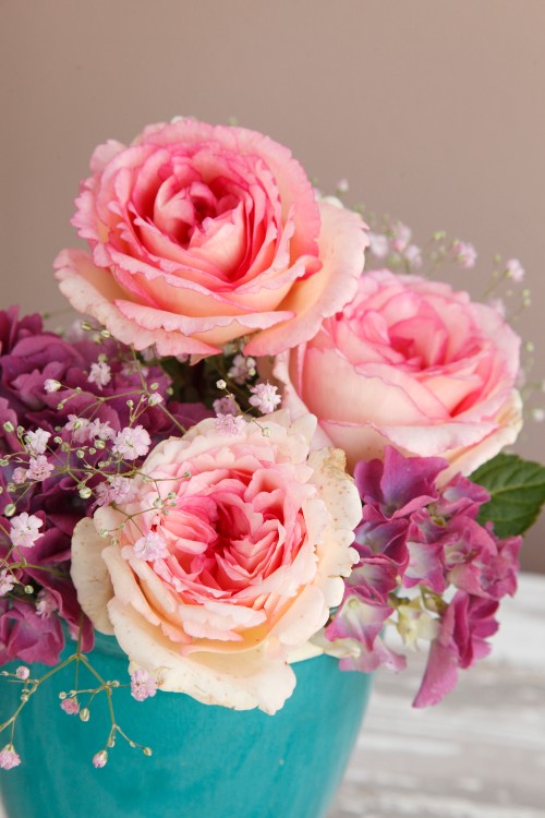 Edelrose Souvenir de Baden-Baden®