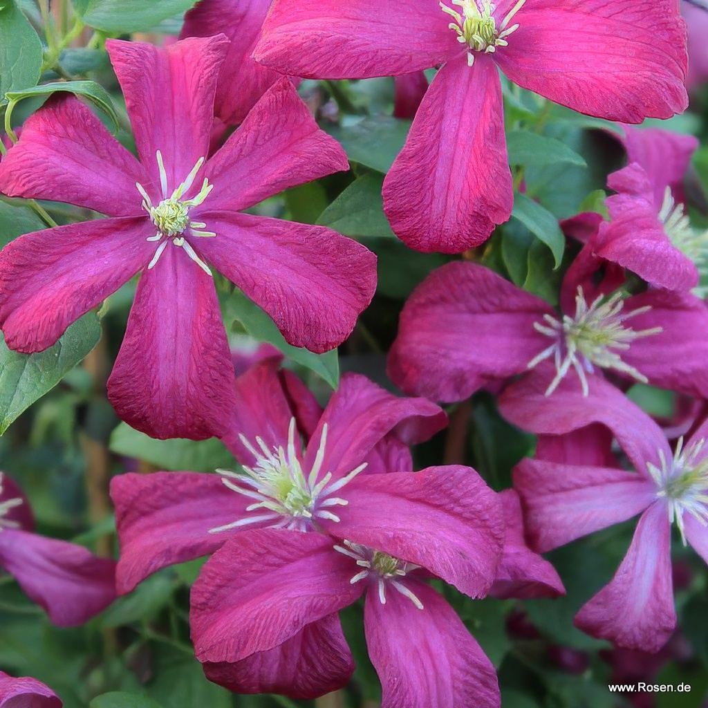 Clematis 'Madame Julia Correvon'