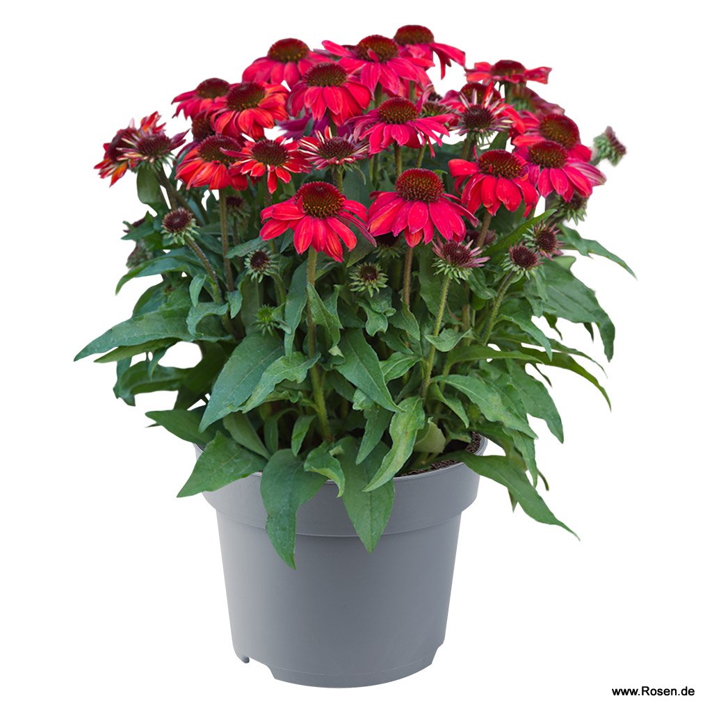 Scheinsonnenhut 'SunMagic Vintage Ruby'®
