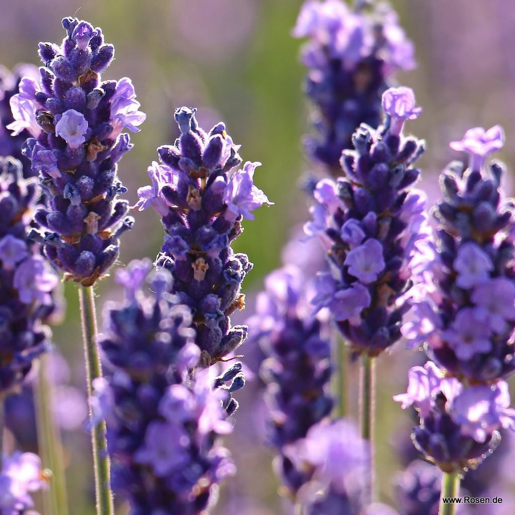 Lavendel 'Dwarf Blue' 1,5-Liter