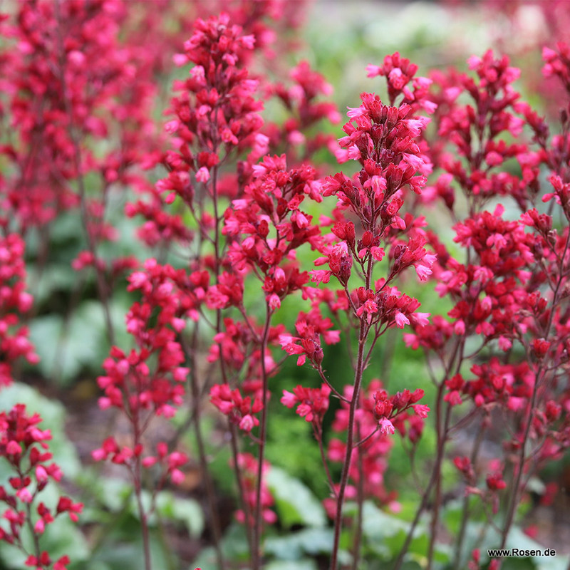 Purpurglöckchen 'Paris'